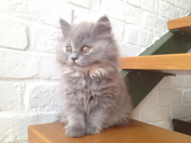 gatito British azul bicolor Longhair