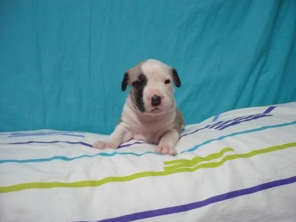 Ultimos Cachorros American Pit Bull Terrier.