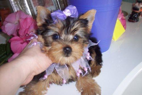 YORKSHIRE TERRIER MINI MACHO