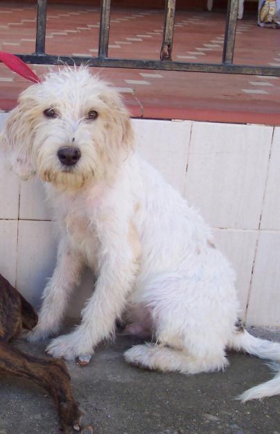 ADOPTARME PERRITO BRIGUET GRIFON