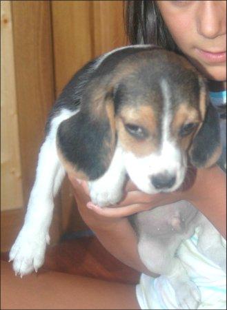 Cachorros Beagle tricolor lineainglesa