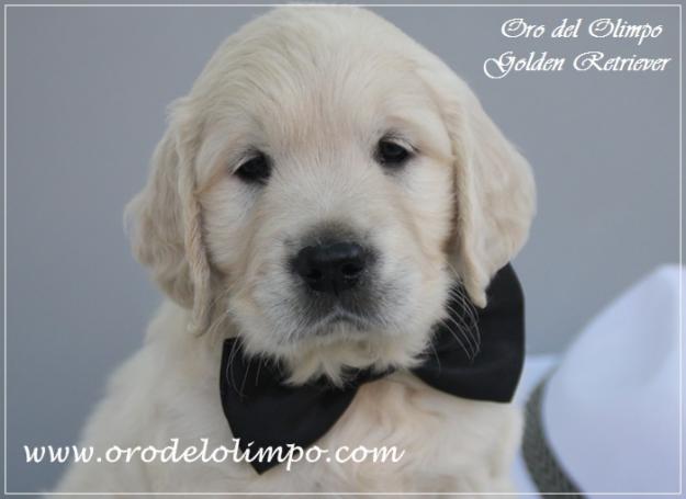 Cachorros Golden Retriever excelente calidad