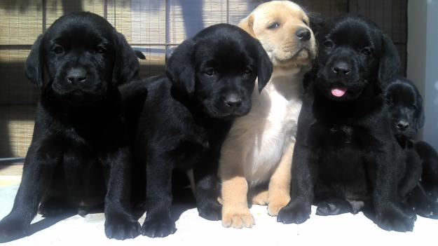 Cachorros labrador retriever excelente camada