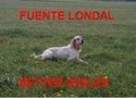 camada setter JELI DE PIEDRALLADA X CH GB GIBELTARIK CHESTER