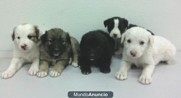 Encuentra al perro que quieres adoptar en 4 Patas