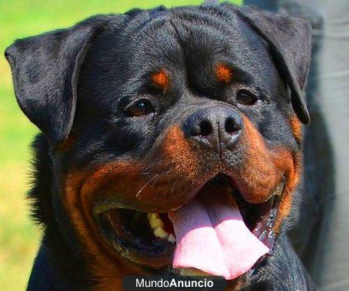 EXCELENTES CAMADAS DE ROTTWEILER