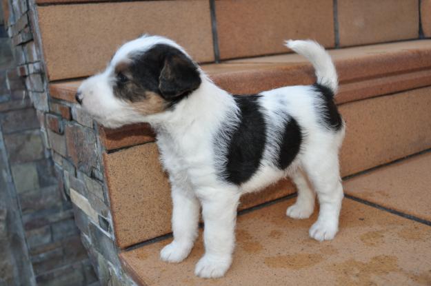 Fox terrier de pelo duro