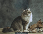gatos hermosos siberiano para la venta - mejor precio | unprecio.es