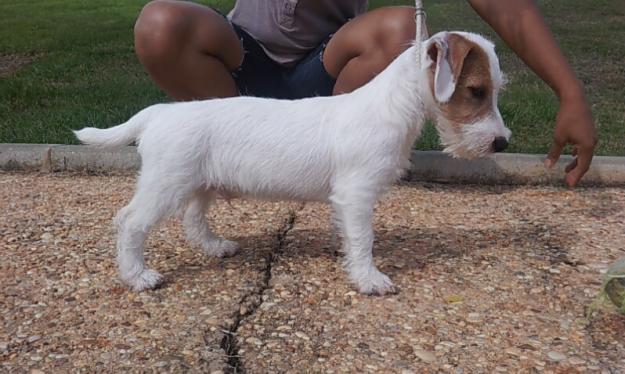 jack russell terrier