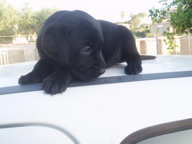 Magníficos cachorritos de labarador negros.