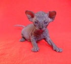 precios cachorros gatos sphynx - mejor precio | unprecio.es