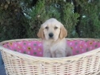 PRECIOSA HEMBRA DE GOLDEN RETRIEVER 350 EUROS DE DOS MESES - mejor precio | unprecio.es