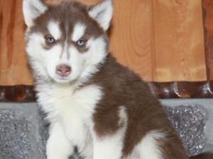 super lindos cachorros Siberian Husky para Navidad