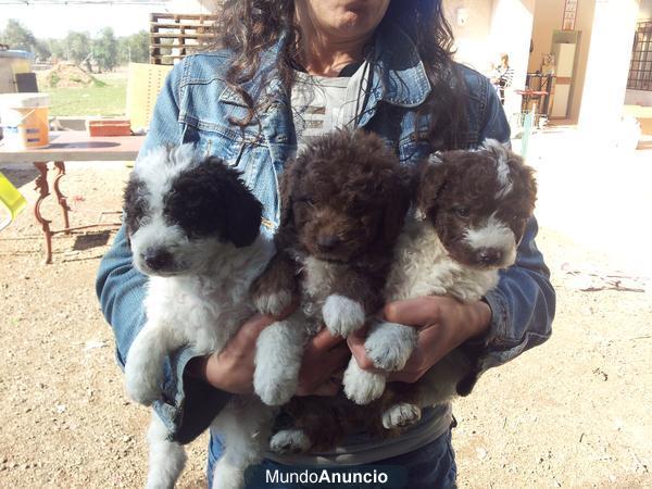 Vendo Perros de agua criados en casa a buen precio y diferentes colores