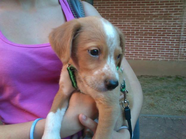 Duque, cachorro en adopción o acogida