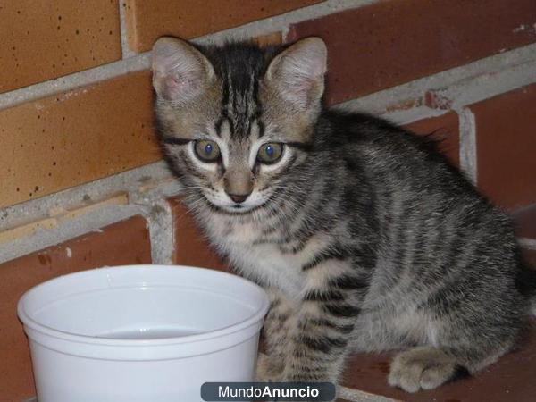 Orión gatito de 2 meses busca dueño. Desparasitado