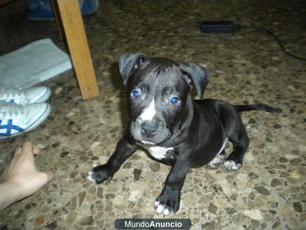 american staffordshire terrier (valencia,alicante)