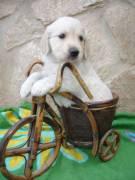 CACHORROS GOLDEN RETRIEVER.