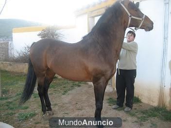 compraventa de caballos pre