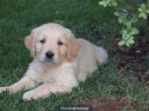 Golden Retriever cachorritos