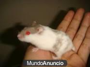 hamster panda lutino