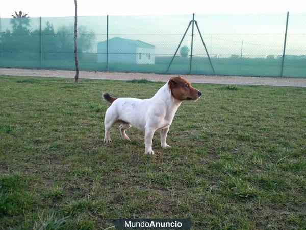 Jack Russell de Sierralegre pedegree campeones