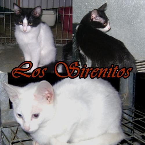 LOS SIRENITOS: tres hermosos hermanos en adopción