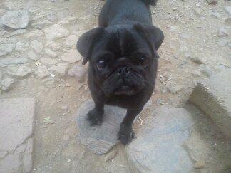 lote de carlinos (pug)