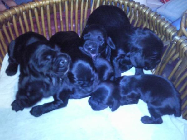 Vendo Cachorros de Cocker Spaniel