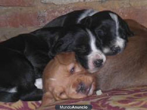 5 CACHORRITOS‏ muy chiquitines buscan una familia