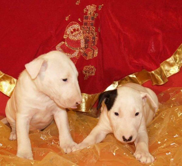 Bullterrier,estupendos cachorros