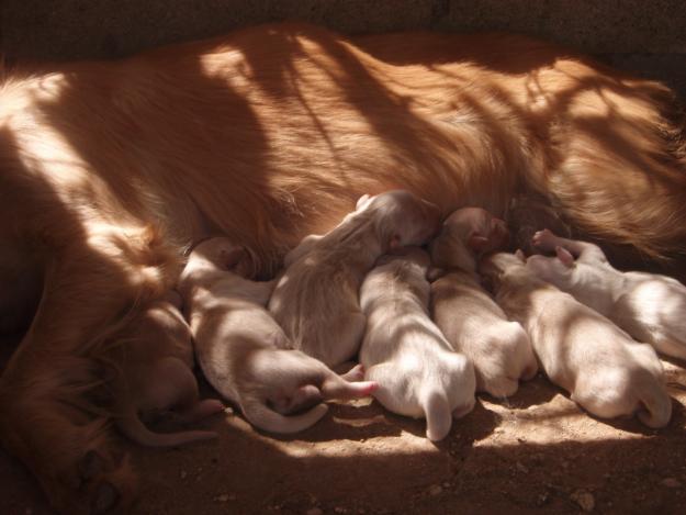 LABRADORES GOLDEN RETRIEVERS