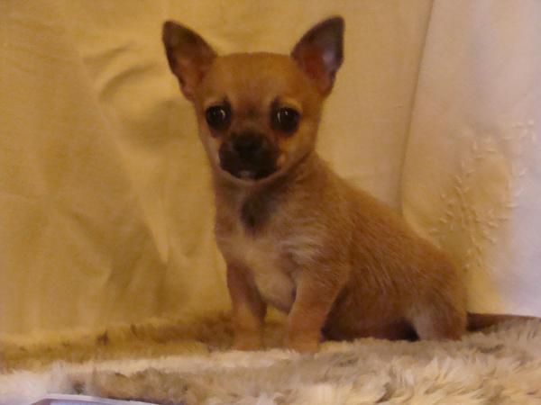 MACHITO DE CHIHUAHUA (400 euros)