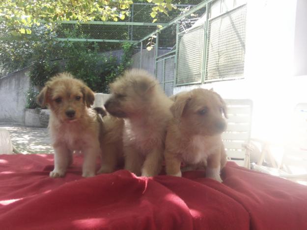 se venden cachorros de caniche de talla muy pequeña