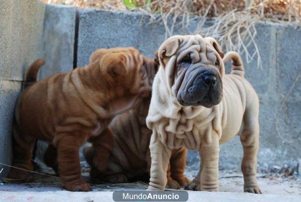 Shar-Pei, cachorros de primera, económicos