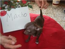 sin pedegri machos chihuahua son minis color chocolate edad 4 meses