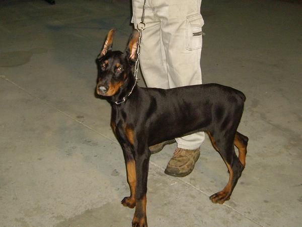 VENDO CACHORRITAS DOBERMAN CON EXCELENTE PEDIGREE,OREJAS CORTADAS 500 .