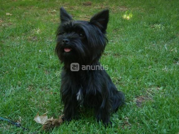 Yorkshire todo negrito busca novia