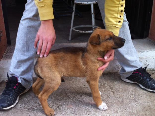 Se regala cachorro pastor alemán mezcla.