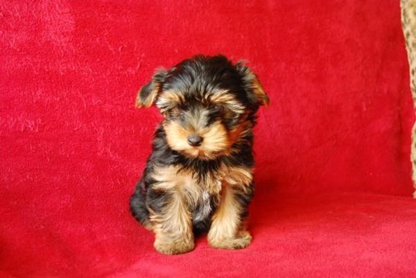 cachorro yorkshire mini con regalos