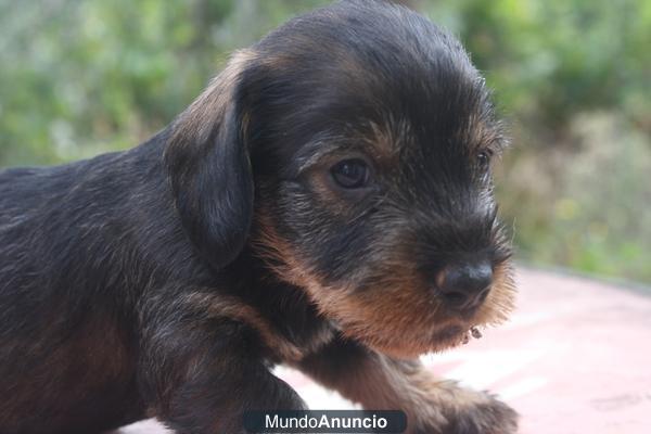 cachorros teckel pelo duro