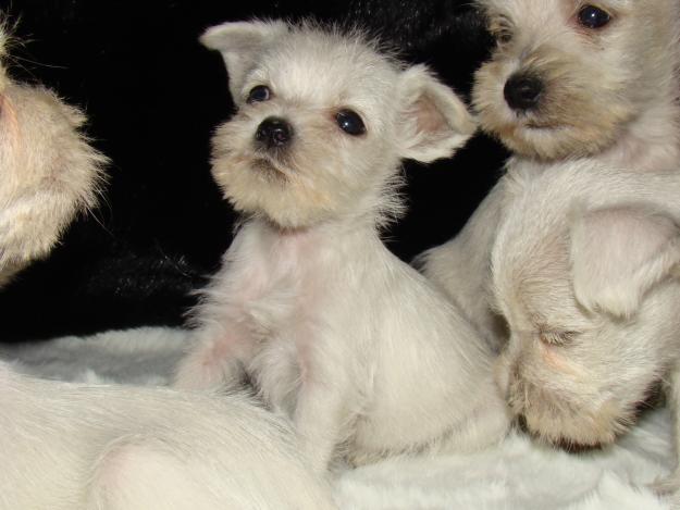 Schnauzer mini blanco el mejor regalo para estas navidades