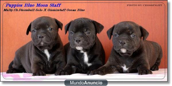 staffordshire bull terrier cachorros