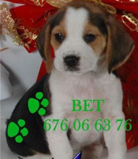 Tu Beagle al mejor precio, ¡espectaculares!