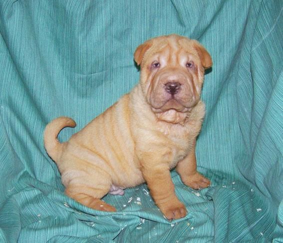 ADORABLES CACHORROS DE SHAR PEI ARRUGADITOS