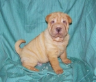 ADORABLES CACHORROS DE SHAR PEI ARRUGADITOS - mejor precio | unprecio.es