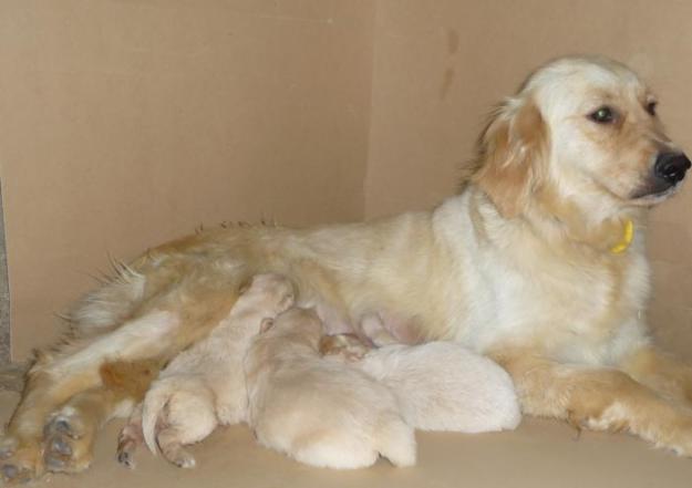 camada de golden retriever