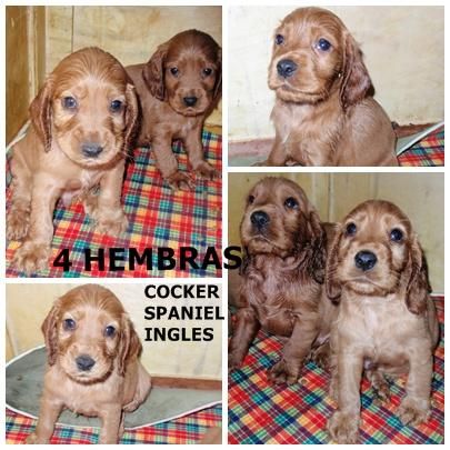 COCKER INGLES A 250 EUROS CON PEDIGRE 672 21 78 93