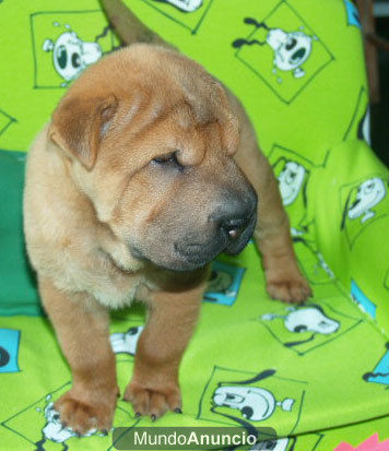 Espectaculares cachorros de Shar-pei - Sevilla