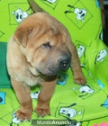 Espectaculares cachorros de Shar-pei - Sevilla - mejor precio | unprecio.es